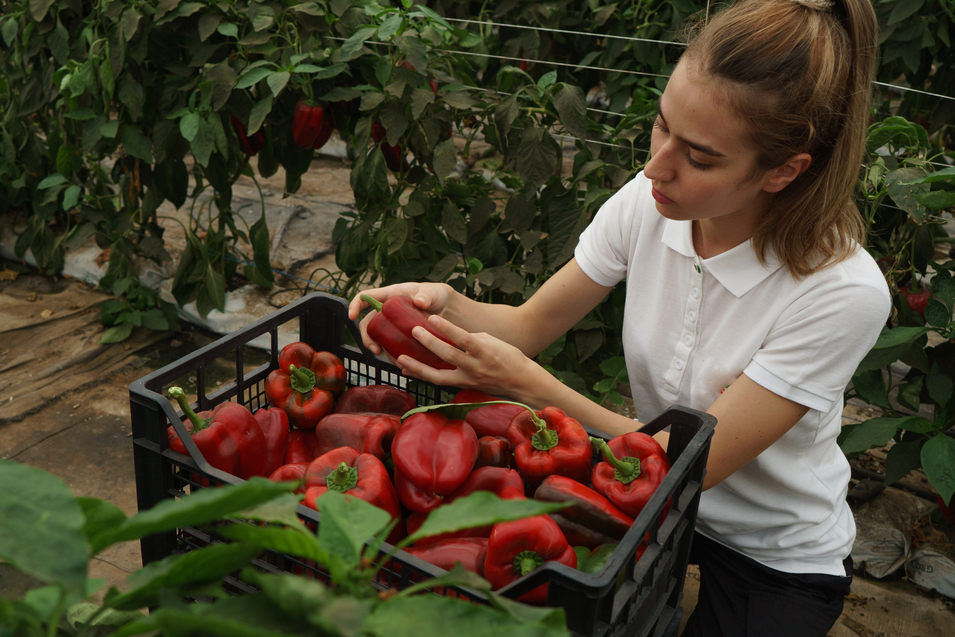 Regenerative Female Farmer with Crate of Harvested Peppers