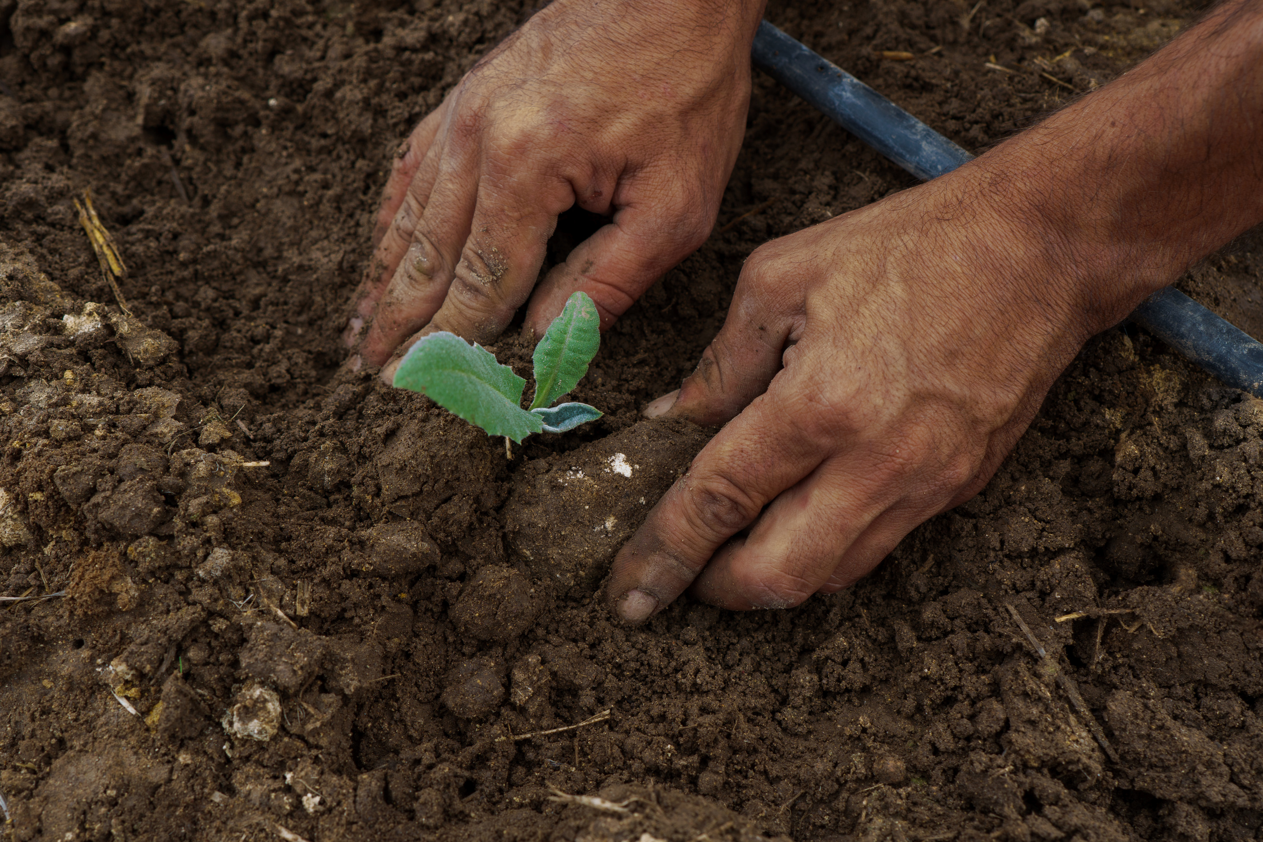 Regenerative Farming Farmer Planting a Crop
