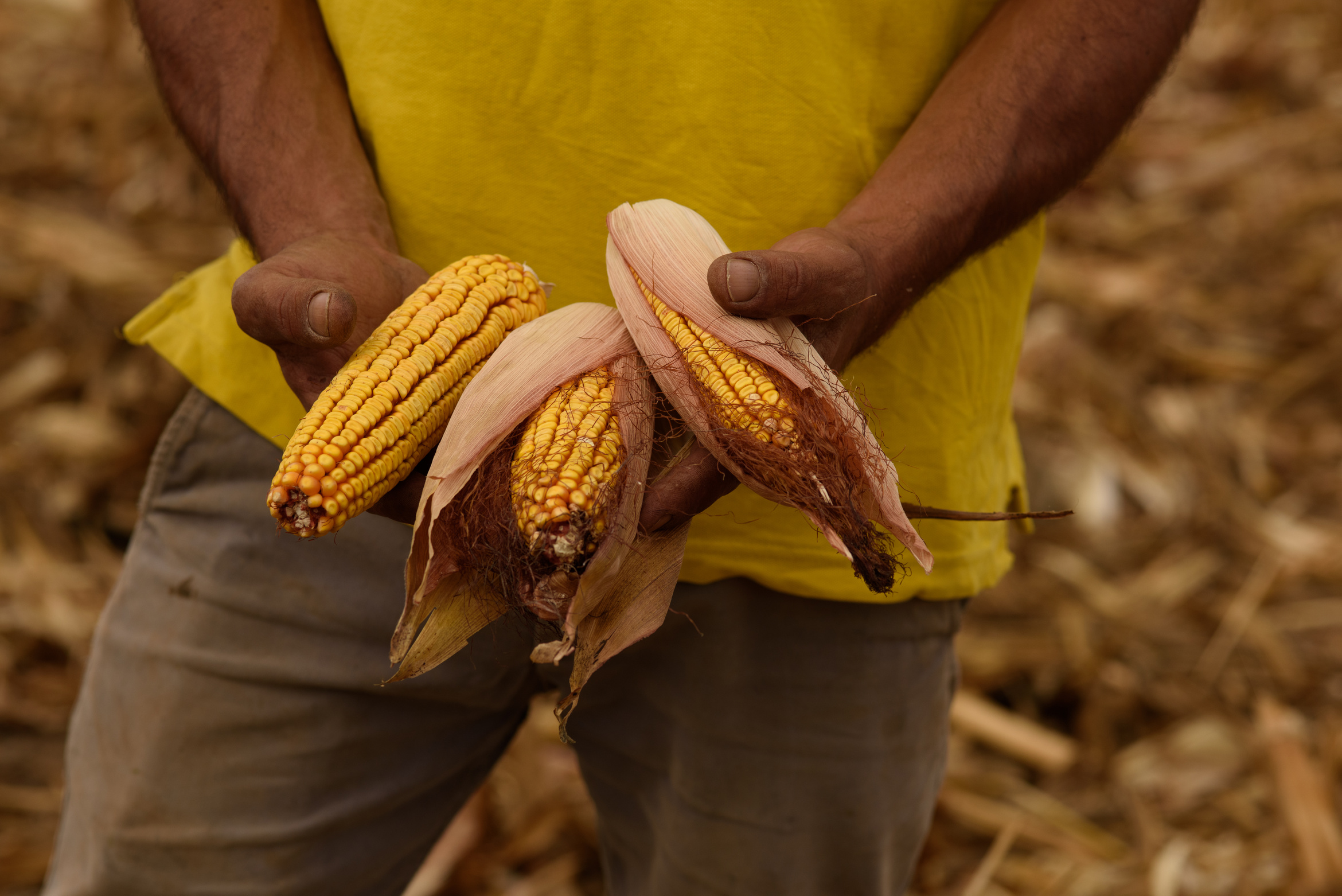 Regenerative Farming Farmer Holding Harvested Corn Crops